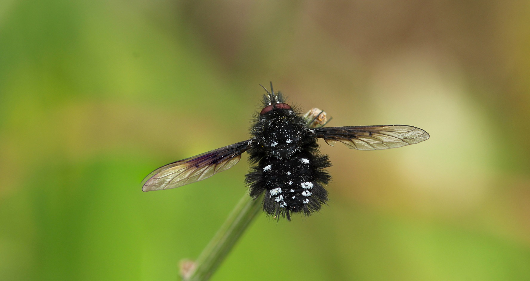 Bombylella atra